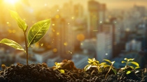 A small green plant growing from soil. In the background, a city with skyscrapers is visible in the sunset. A small green plant growing from soil. In the background, a city with skyscrapers is visible in the sunset.
