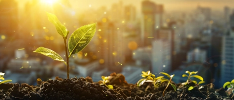 A small green plant growing from soil. In the background, a city with skyscrapers is visible in the sunset. A small green plant growing from soil. In the background, a city with skyscrapers is visible in the sunset.