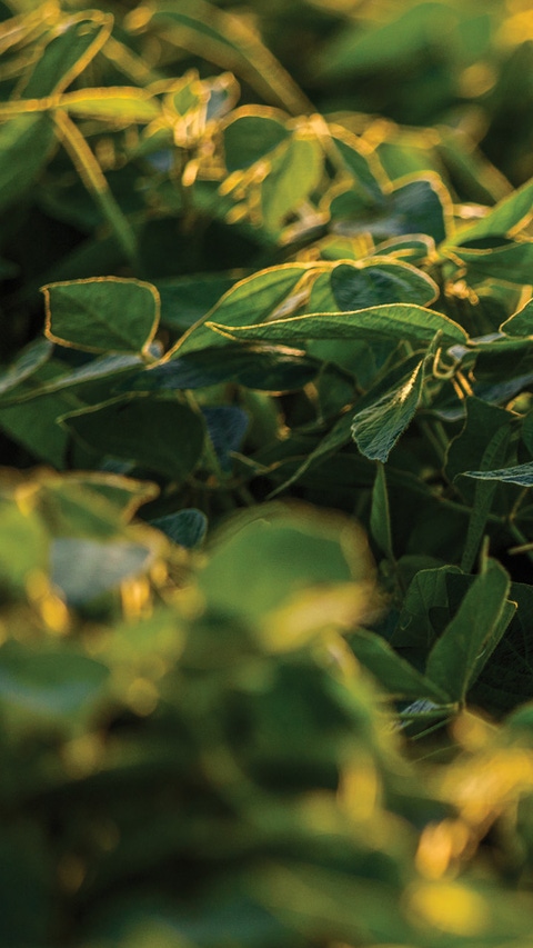 Banner image for fungicides page Banner image for fungicides page
